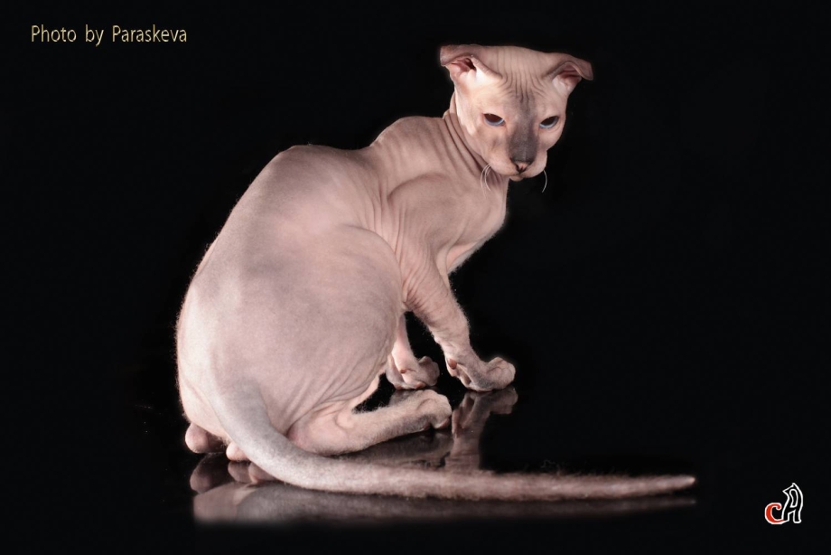 Сфинкс флюр