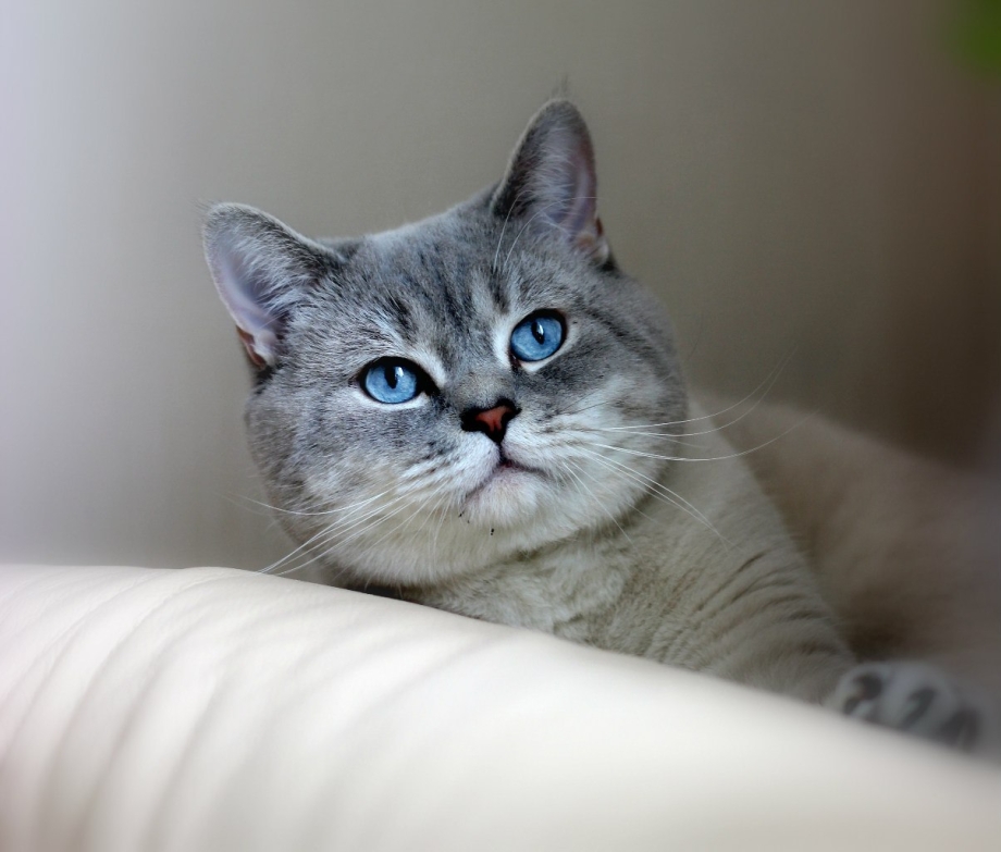 Шотландский кошка прямоухий