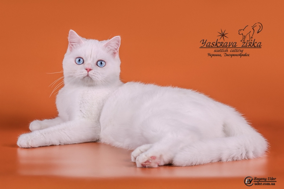 Шотландская короткошёрстная кошка белая