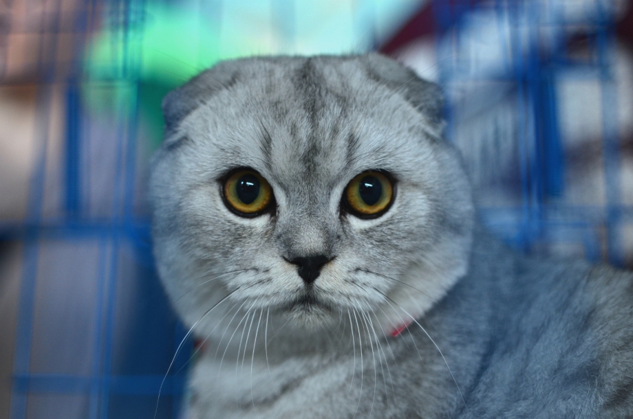 Шотландский скоттиш страйт белый