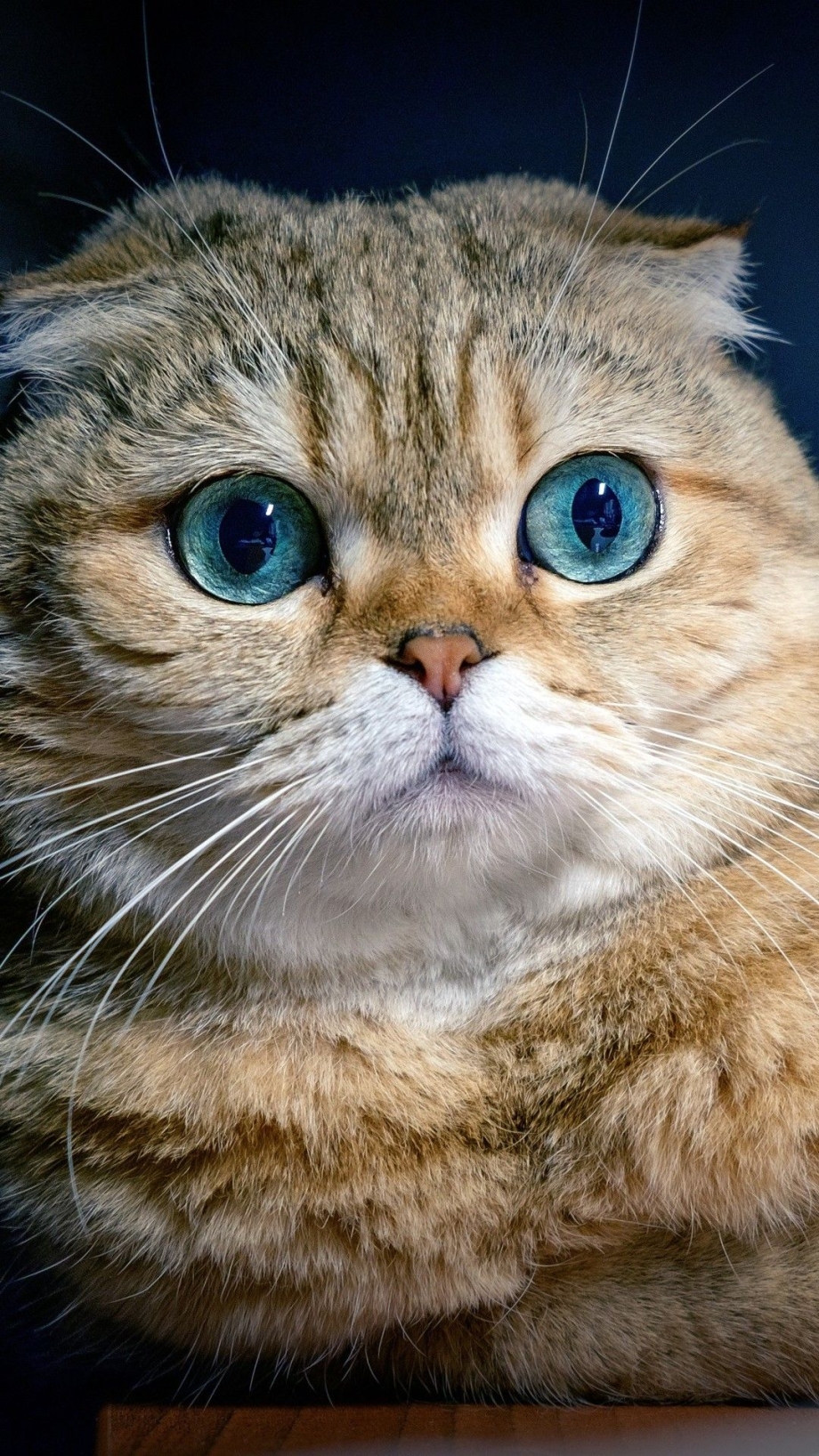 Шотландская вислоухая скоттиш фолд голубоглазый