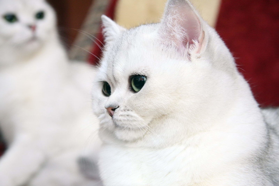 Кот породы британец белый