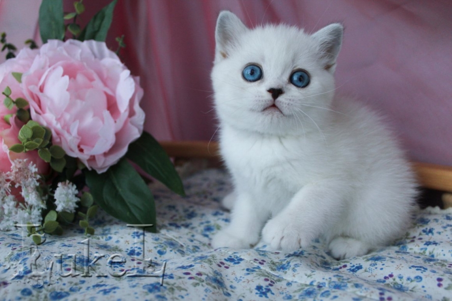 Скоттиш страйт колор