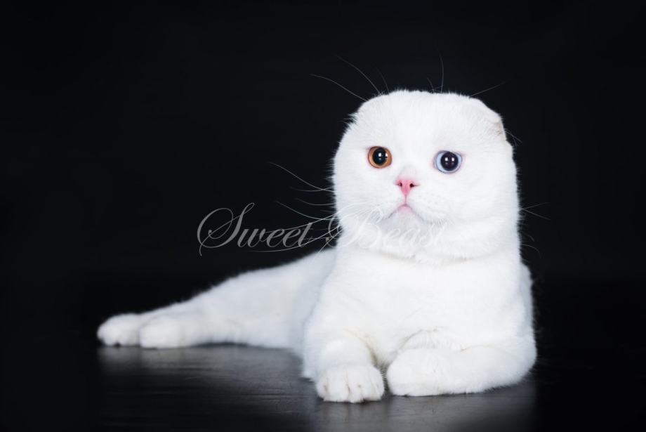 Шотландский вислоухий кот белый