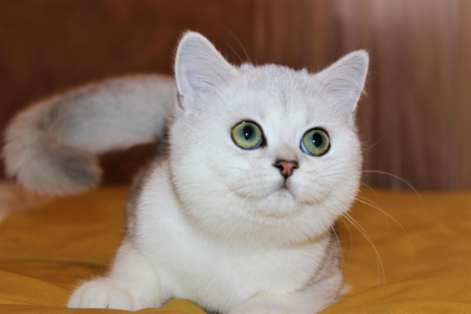Шотландский страйт белый