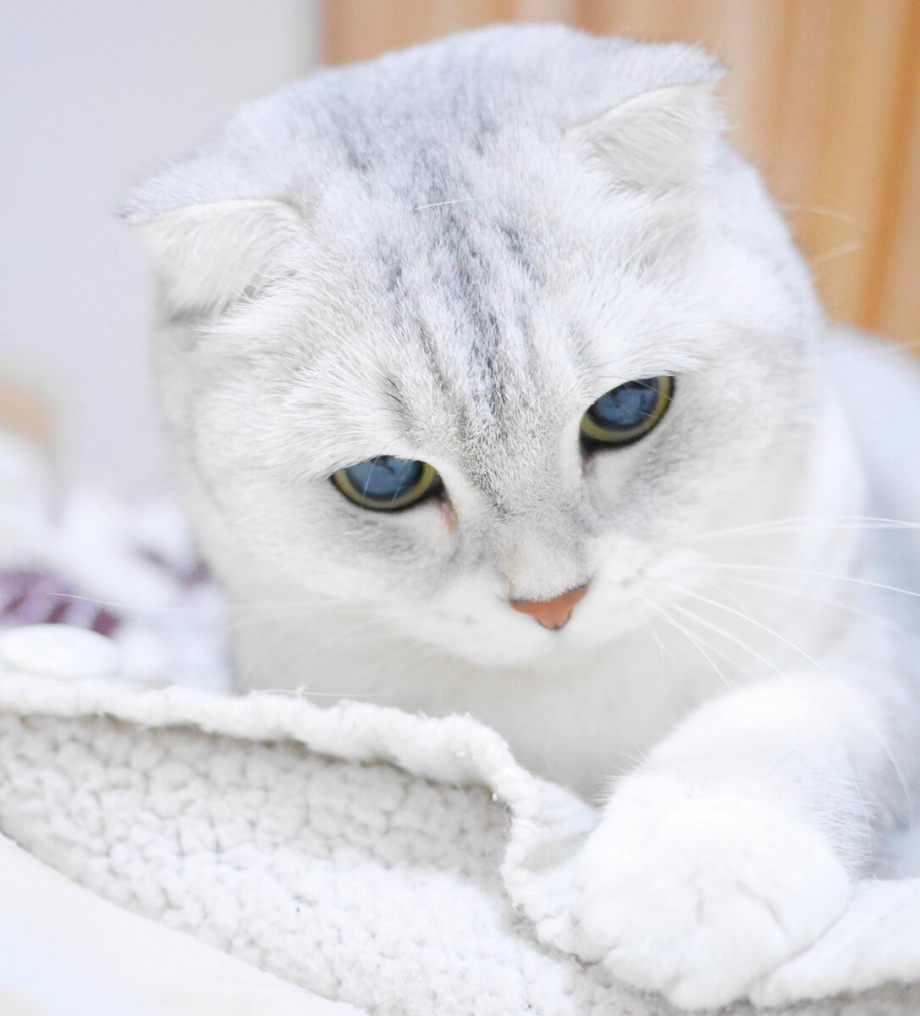 Шотландская вислоухая кошка белая