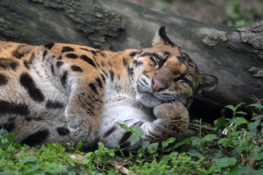 Аосима кошачий остров