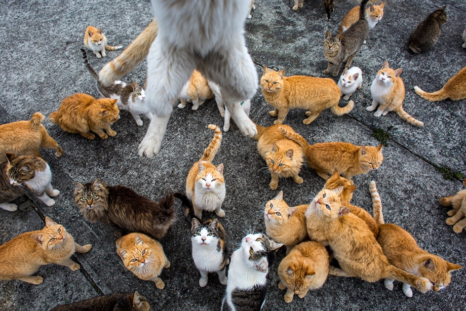 Аосима, Япония — кошки