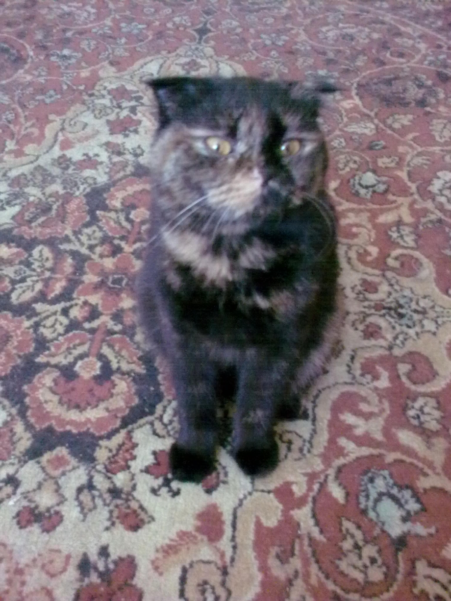 Скоттиш фолд Калико