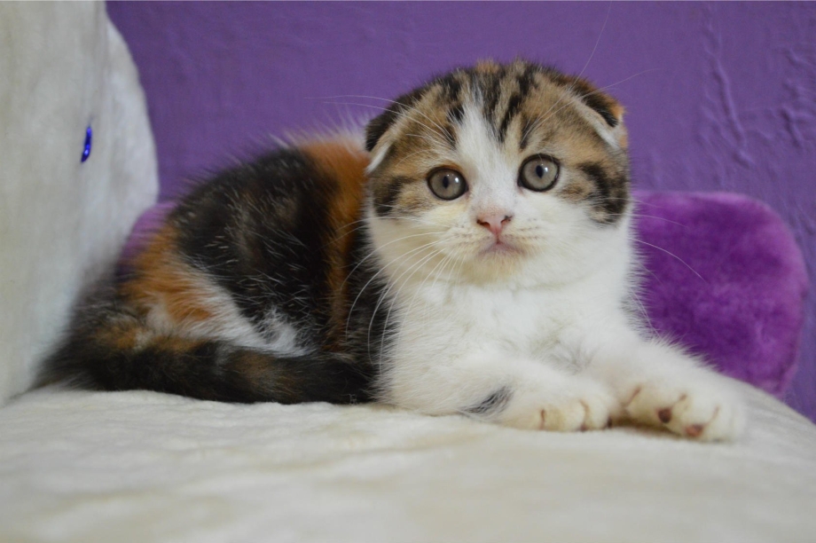 Черепаховый шотландский вислоухий котенок