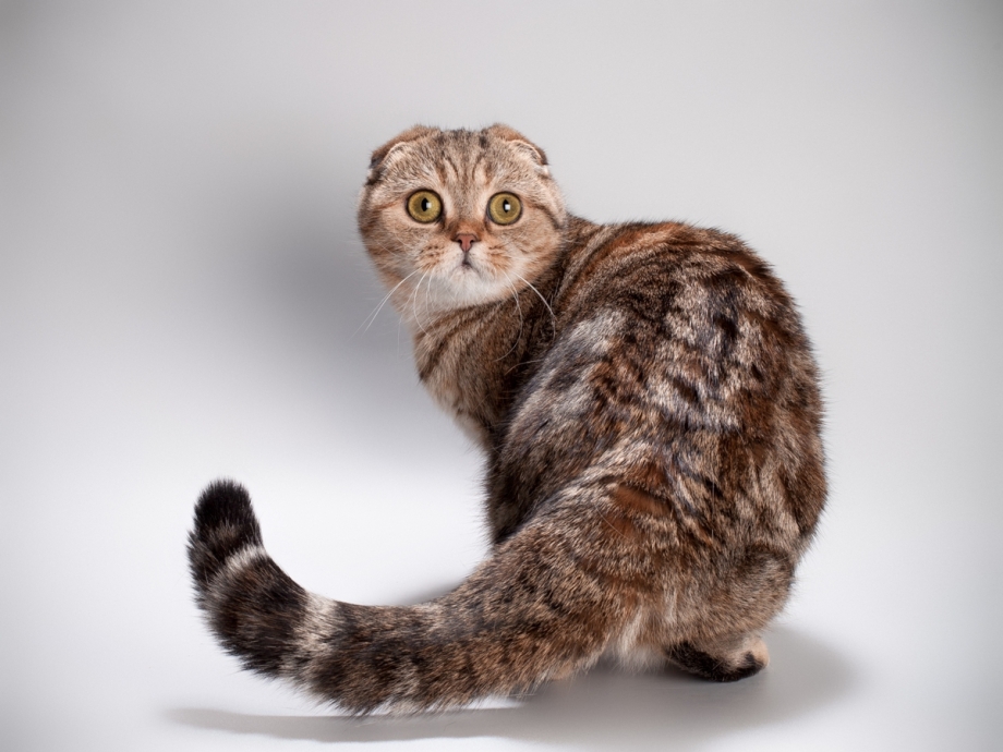 Трехшерстная вислоухая кошка