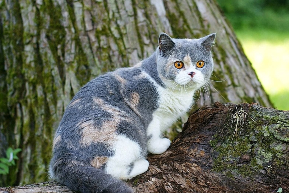 Шотландская вислоухая кошка цвет Калико