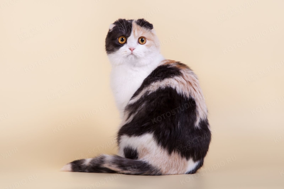 Скоттиш страйт трехцветная