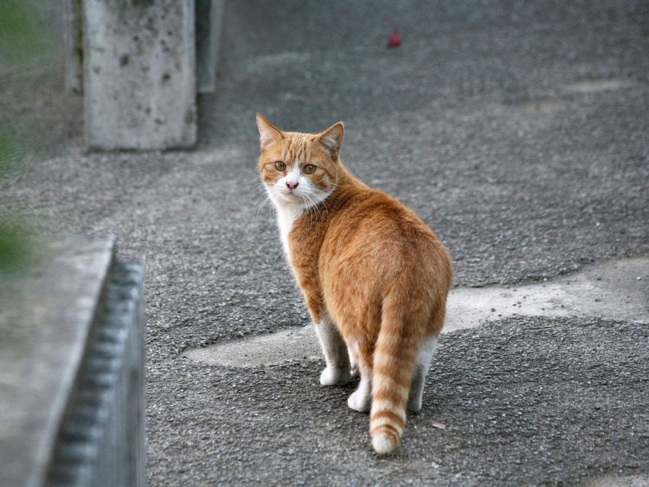 Дворовые рыжие коты
