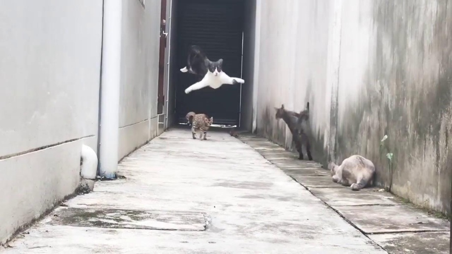 Кот вернулся домой