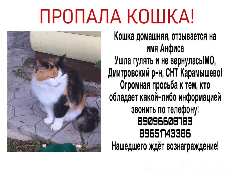 Потерялась кошка объявление