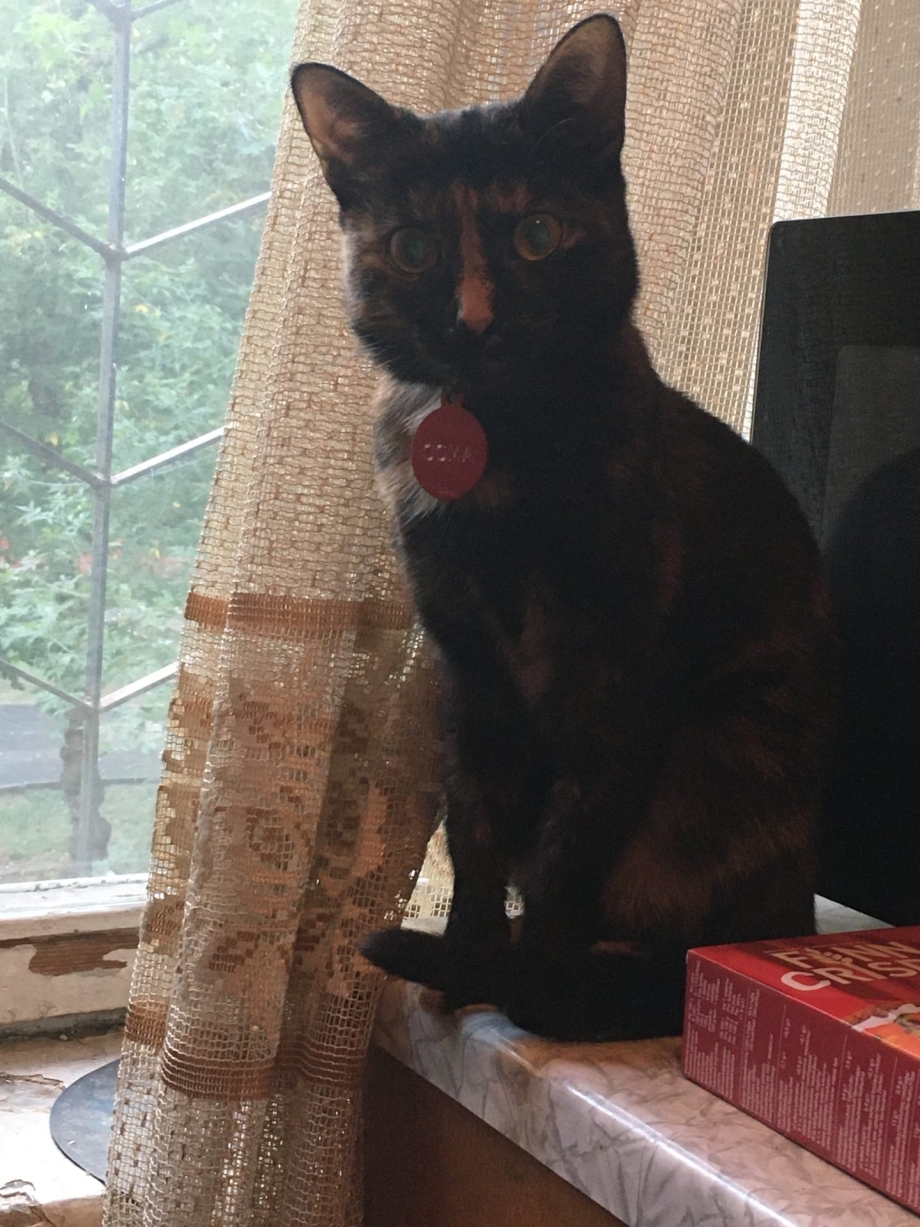 Стихи о котах которые ушли