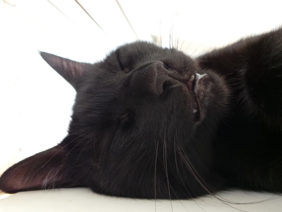 Кот под дверью