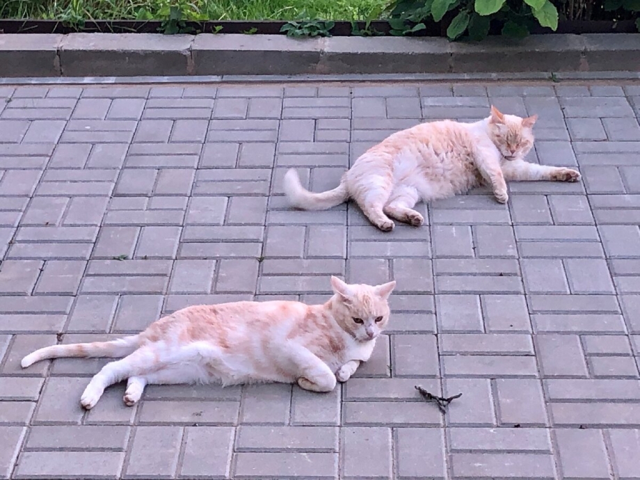 Кот загулял