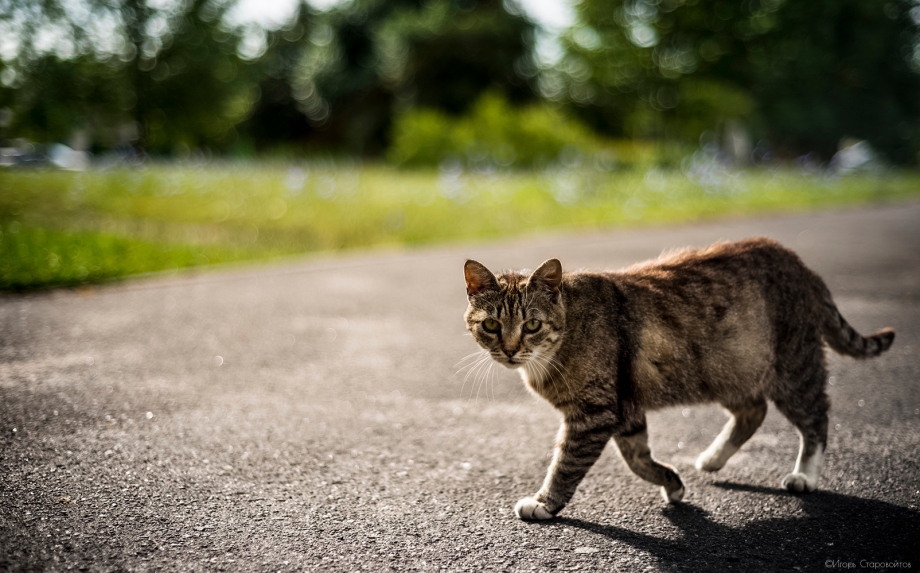 Кошки на окошке