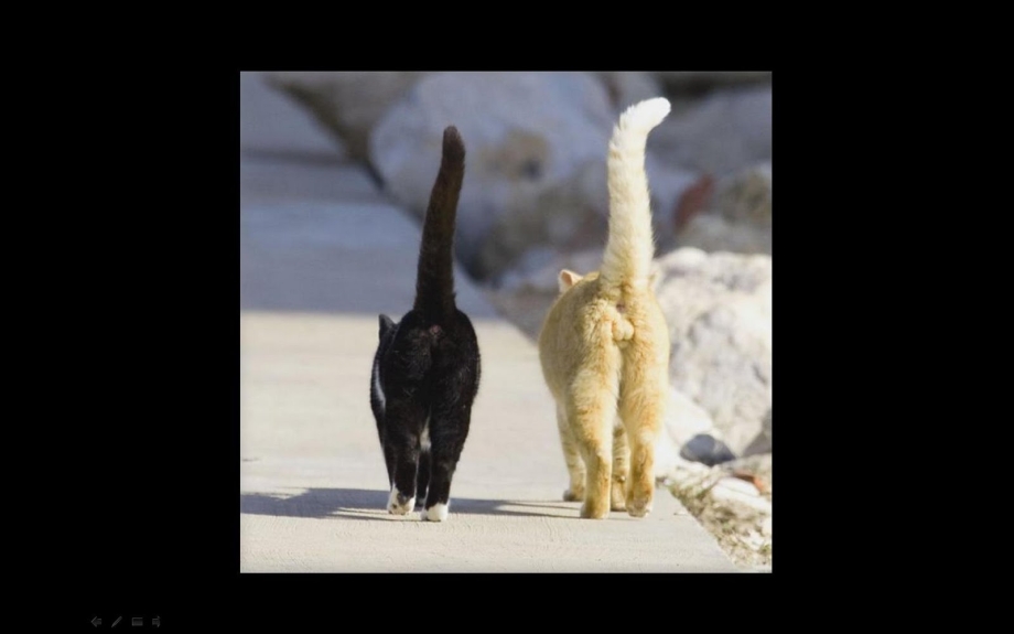 Кошка с задранным хвостом