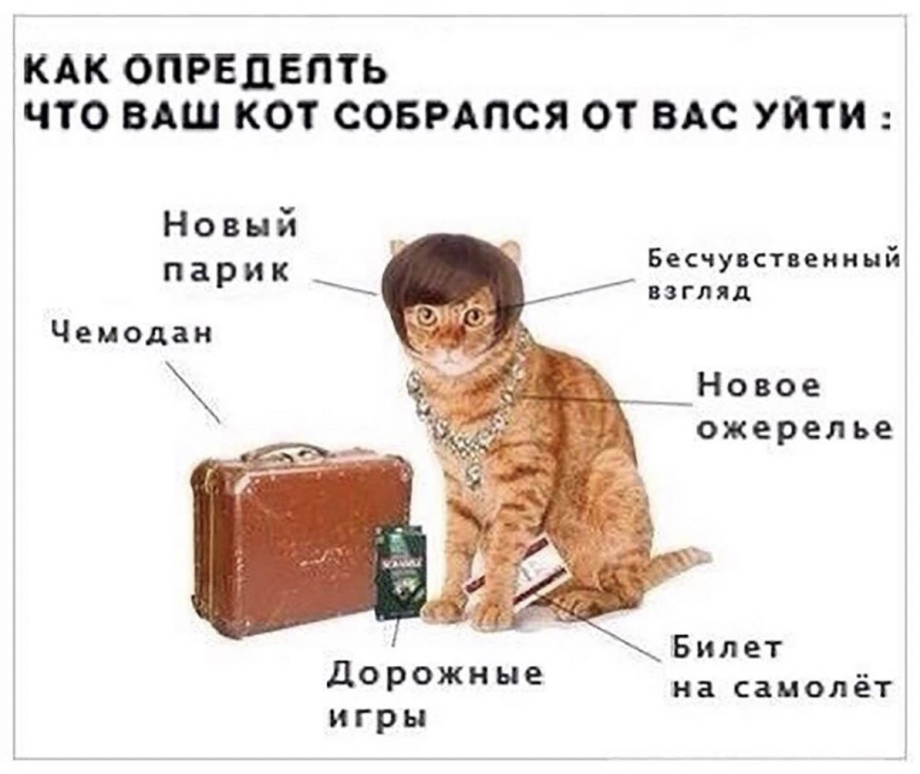 Кот Ушелбыты