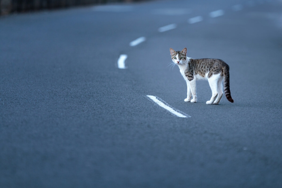 Кошка на дороге