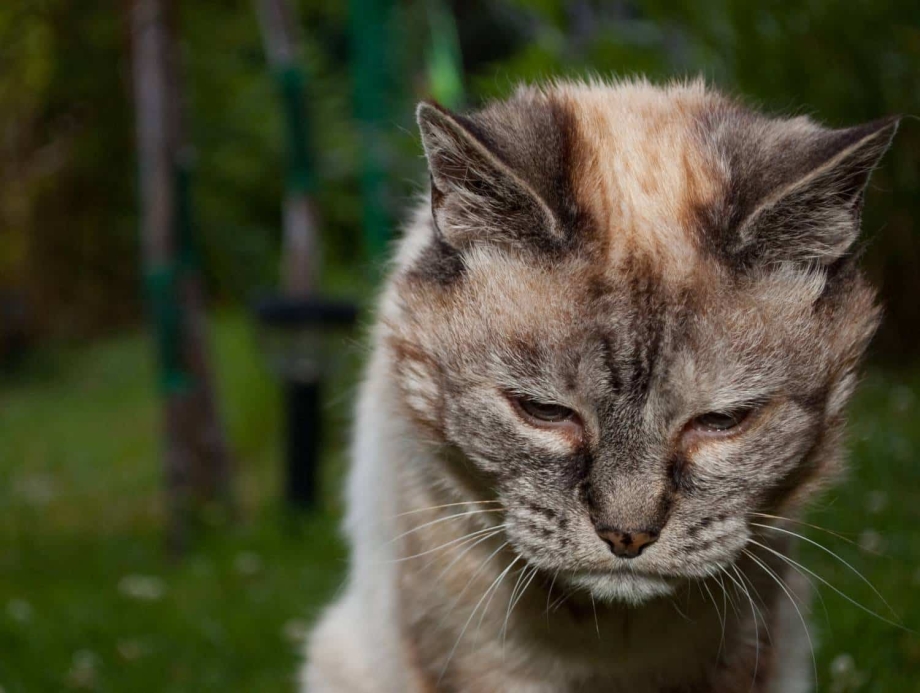 Дряхлый кот