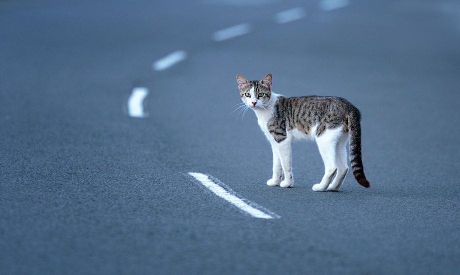 Приметы про котов