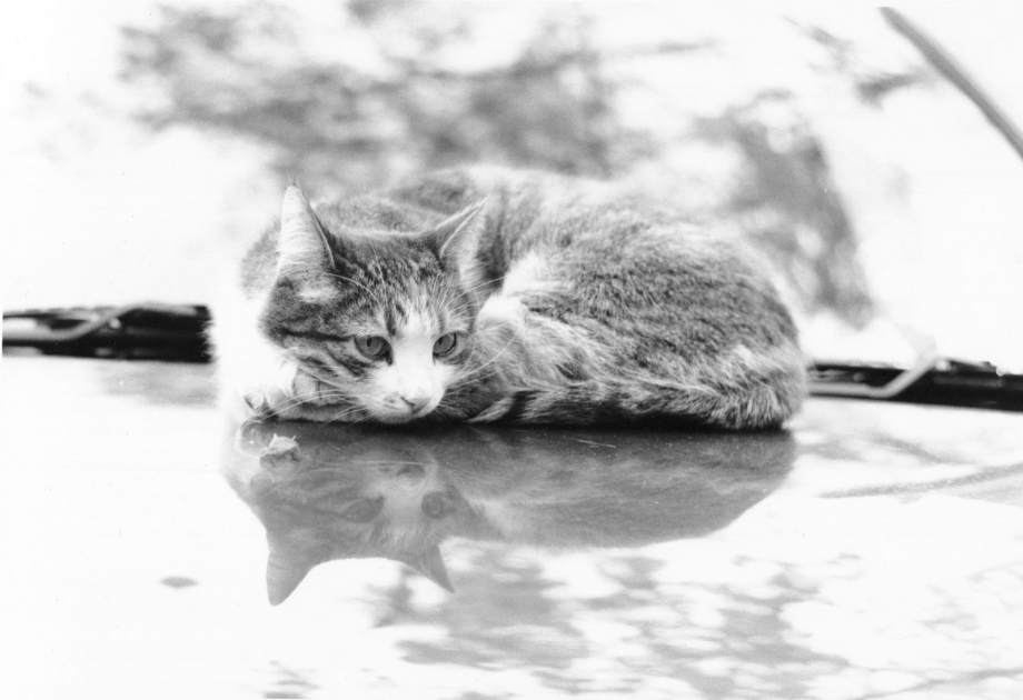 Одинокий котенок