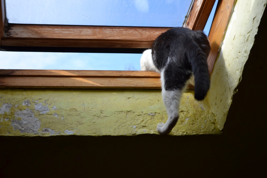 Кот влезает в окно