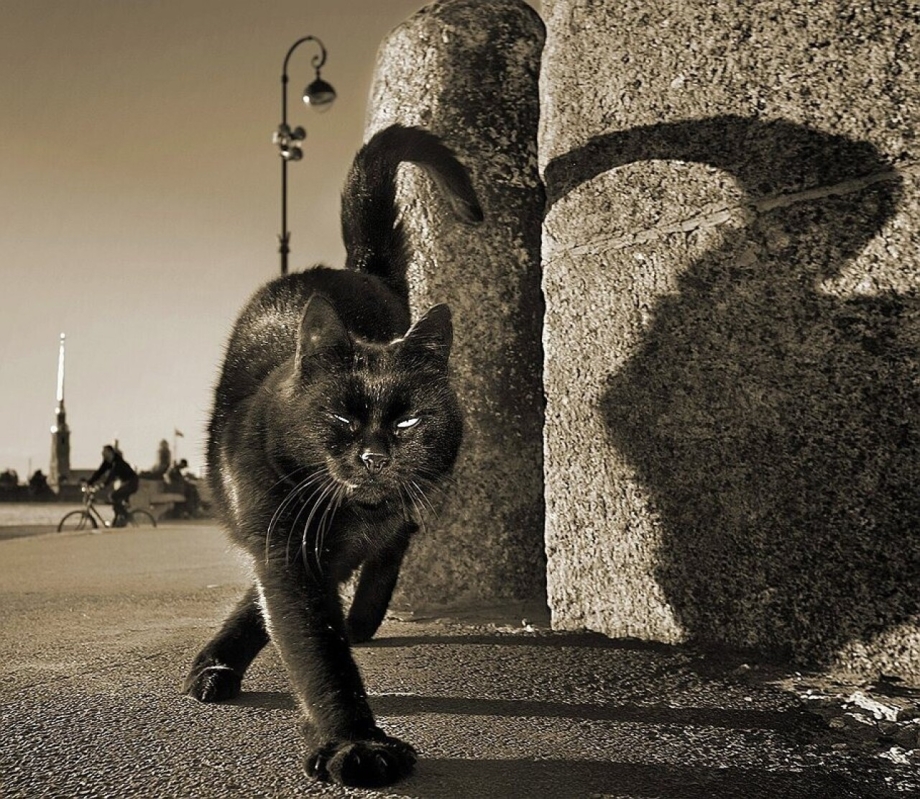 Дверь для кота