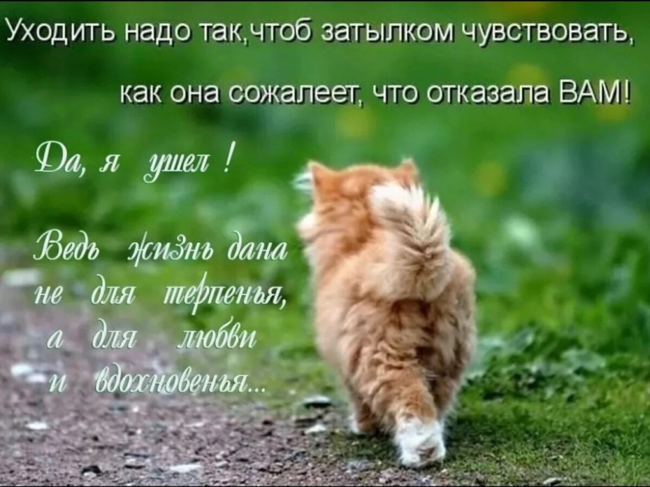 Кот уходит