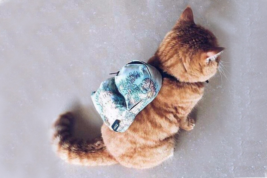 Кот с рюкзачком