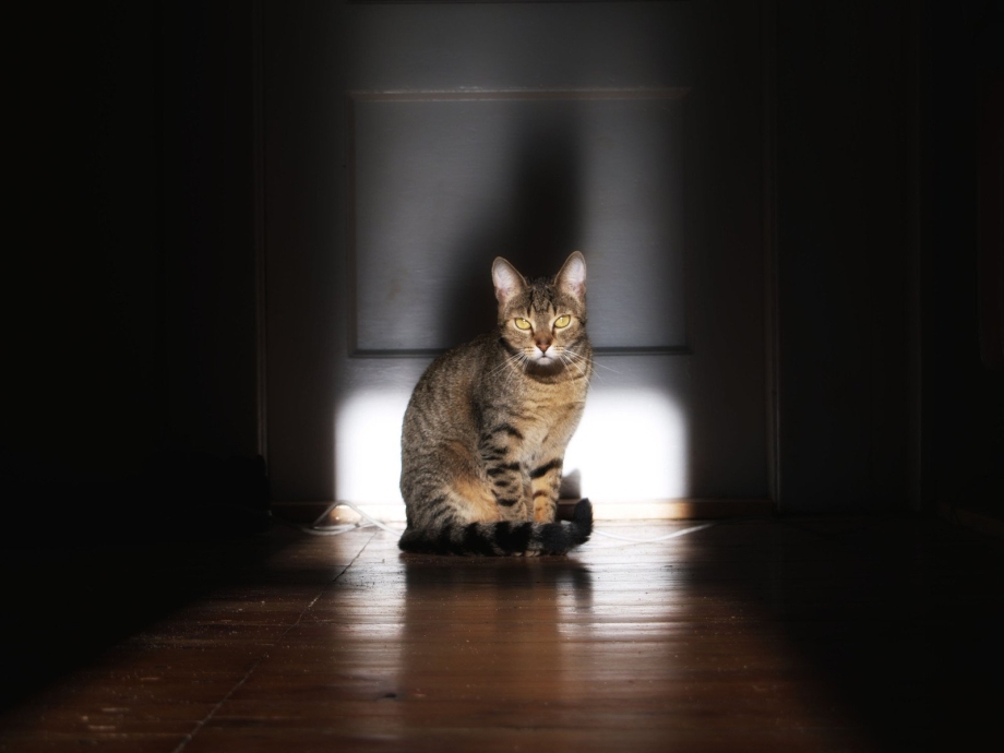 Кошка кв
