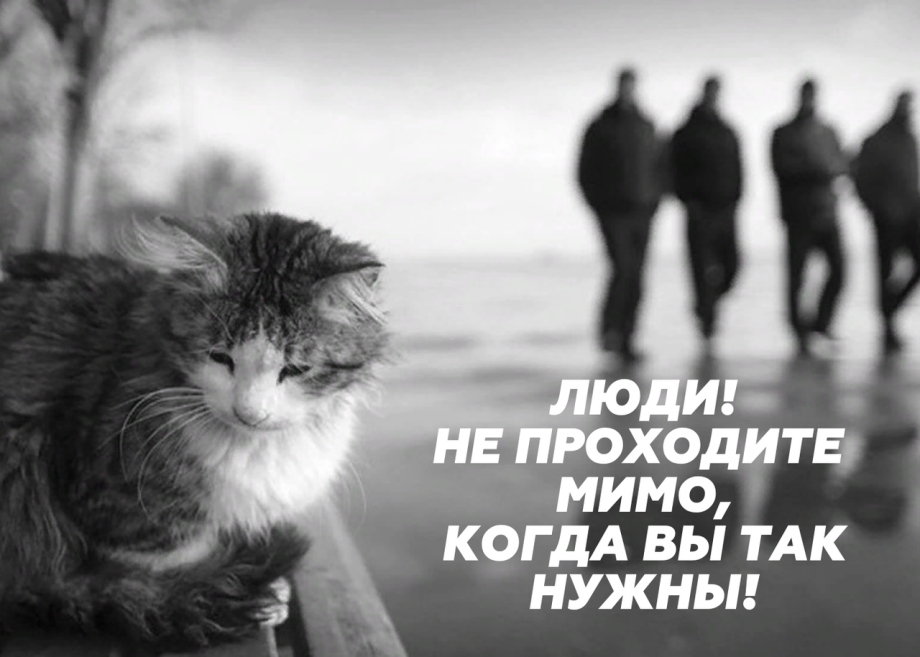Кошка в темноте