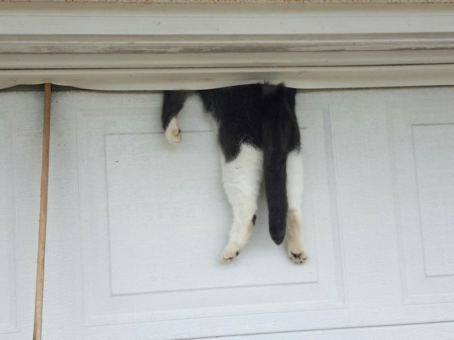Котенок убежал из дома