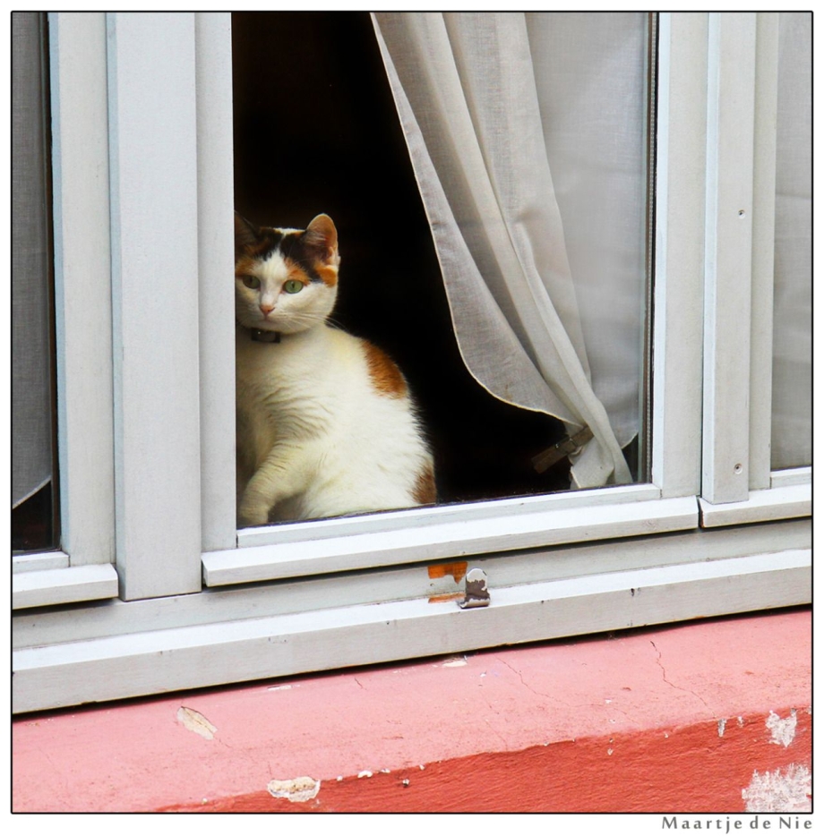 Кошки ночные животные