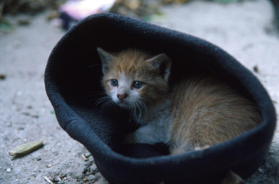 Бездомные котята