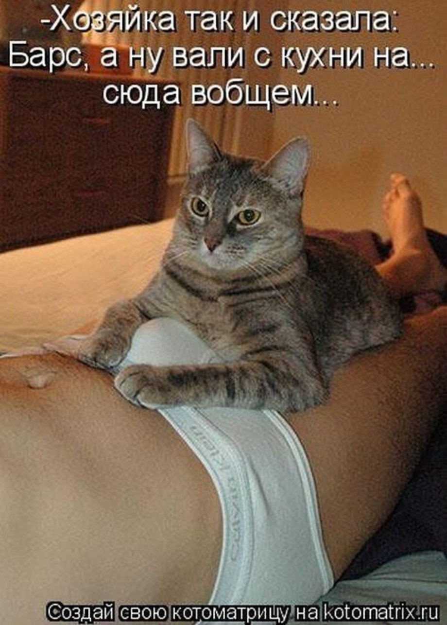 Кот упал с лестницы