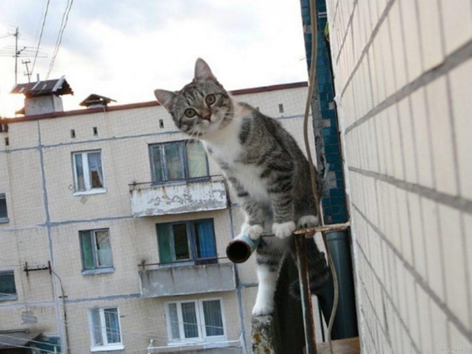 Как понять что ваш кот хочет от вас уйти