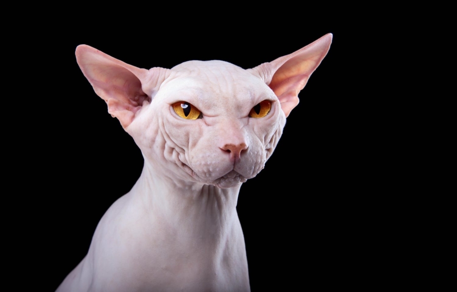 Кошка сфинкс анфас