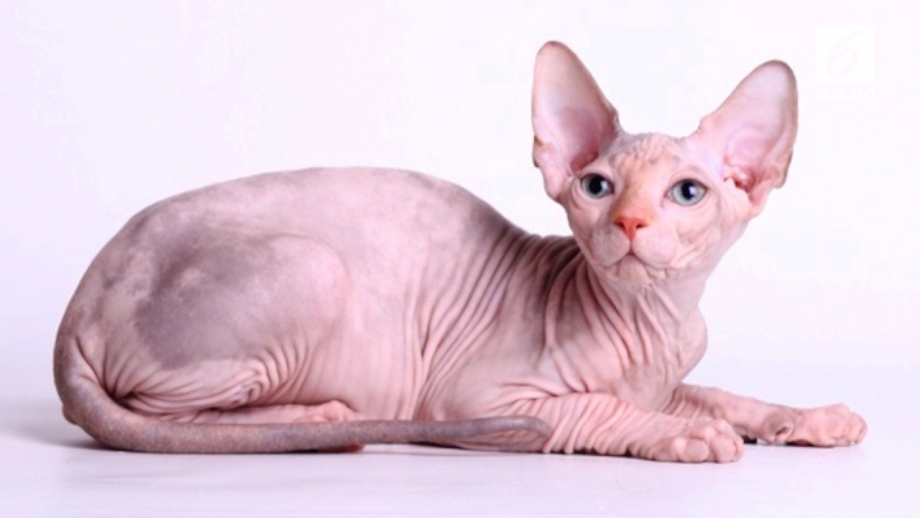 Кошка сфинкс на белом фоне