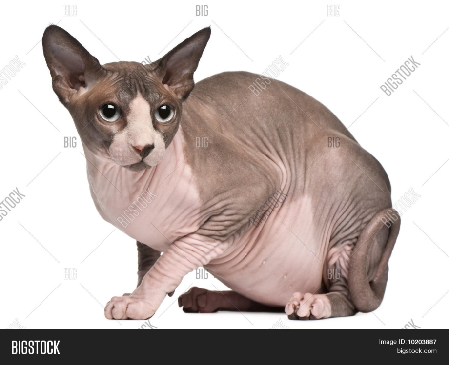 Кошка сфинкс 18