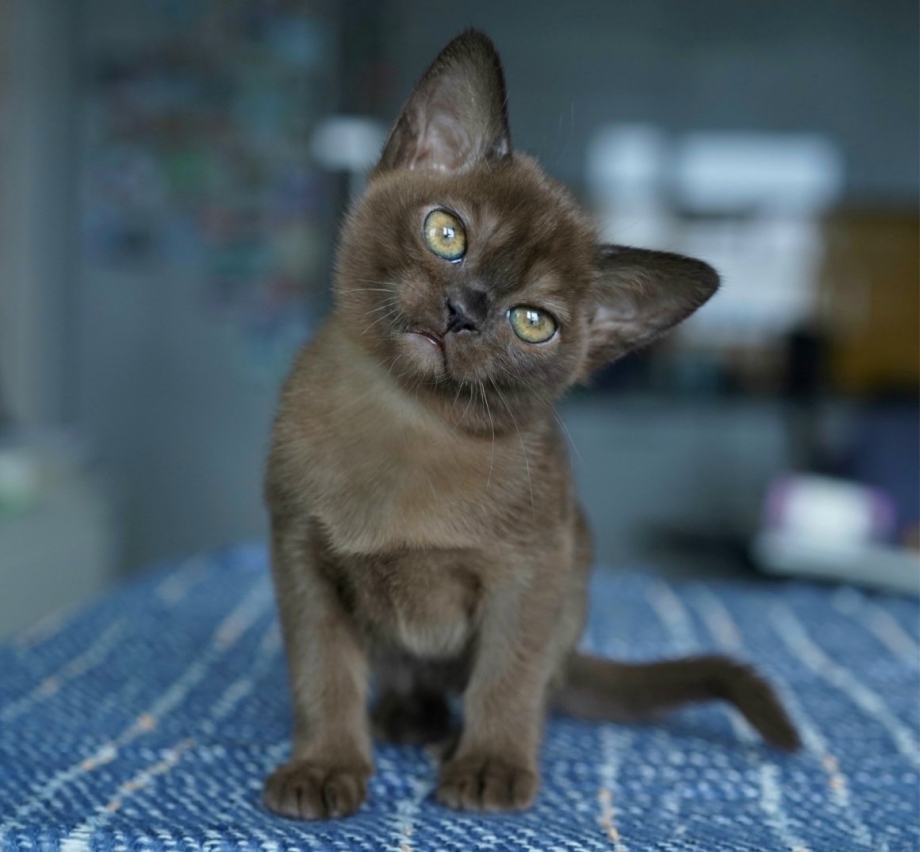 Европейская Бурманская кошка