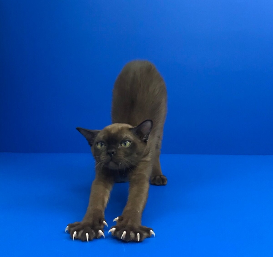 Бурманский кот соболиный