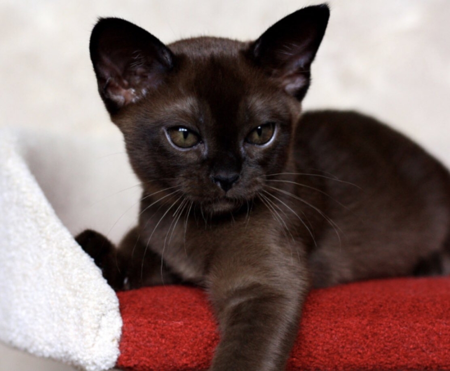 Бурманская кошка котята