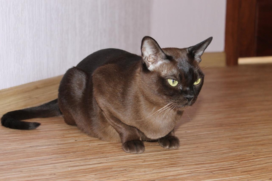 Европейская Бурманская кошка