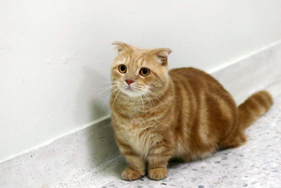 Манчкин кошка рыжая