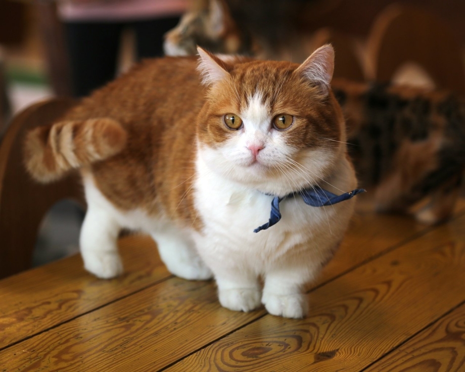 Манчкин кот полосатый